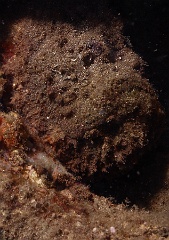 Komodo 2016 - Reef stonefish - Poisson Pierre - Synanceia verrucosa - IMG_7426_rc